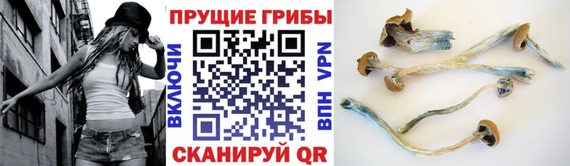 Псилоцибиновые грибы Magic Shrooms  закладки  Сысерть 